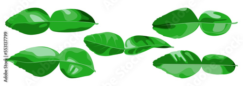 Green citurs leaf collection. vector leaf collection.