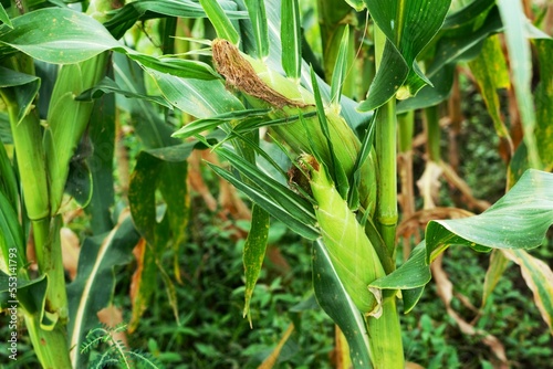 young green corn with corn silk on the tree