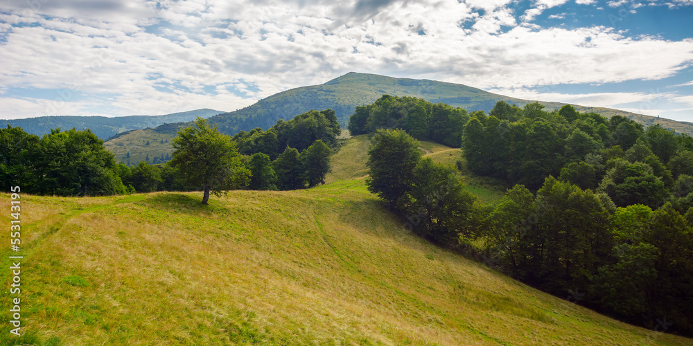 stunning mountain landscape in summer. forested hills and grassy meadows. view in to the distant valley and ridge beneath a bright blue sky with some clouds