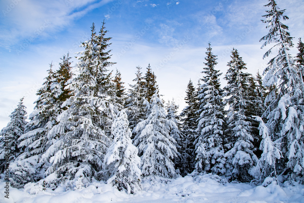 winter landscape with snow covered fir trees winter landscape with snow covered fir trees