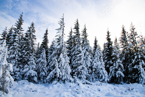 winter landscape with snow covered fir trees