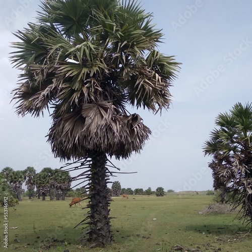 This photo taken in seashore aria in india. This photo polm tree photo