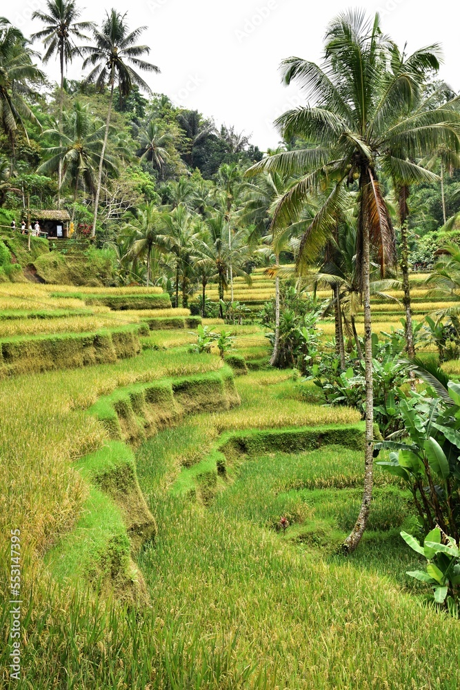 View of the magnificant rice terraces of Tegallalang, Ubud, Bali, Indonesia