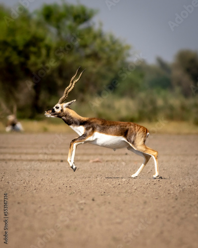 wild male blackbuck or antilope cervicapra or indian antelope in mid air fly action in natural green grassland landscape of Blackbuck or velavadar National Park Bhavnagar gujrat india asia photo