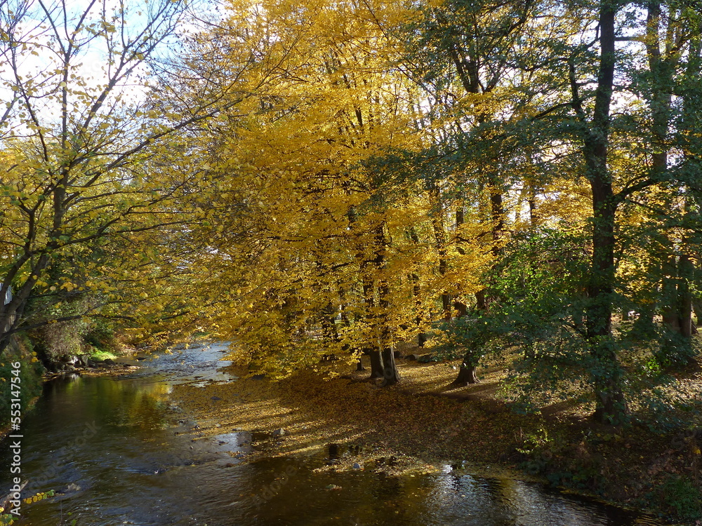 superbes arbres avec leurs feuilles orangées format un tapis sur le sol par une belle journée d'automne à Issoire au bord de la riviére Couze dans le puy de dôme superbes arbres avec leurs feuilles orangées format un tapis sur le sol par une belle journée d'automne à Issoire au bord de la riviére Couze dans le puy de dôme