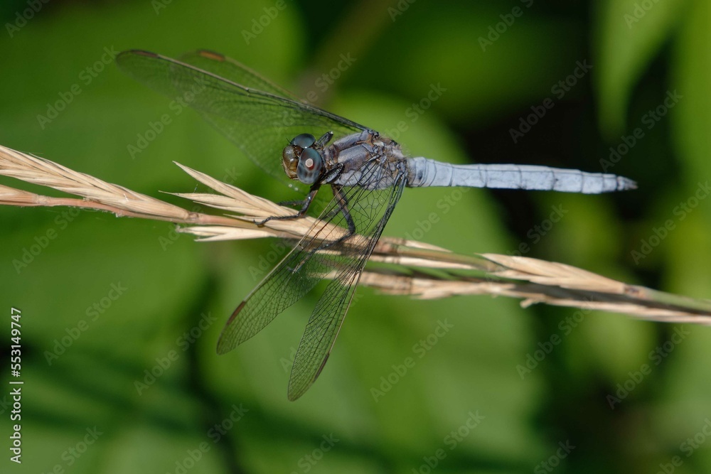 Male Keeled skimmer (Orthetrum coerulescens) Male Keeled skimmer (Orthetrum coerulescens)