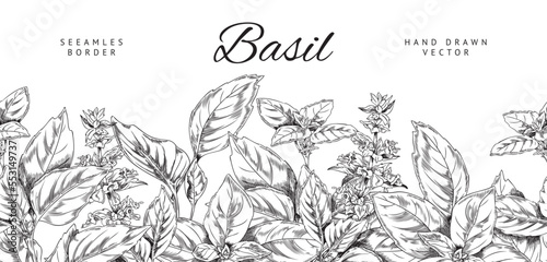 Basil herb seamless border, hand drawn sketch vector illustration on white background.