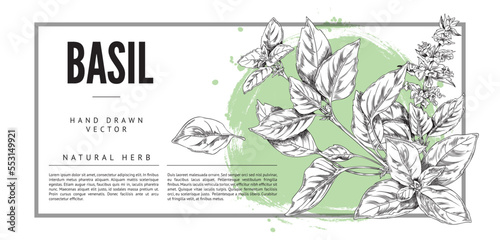 Basil cooking herb background with square border, sketch vector illustration.