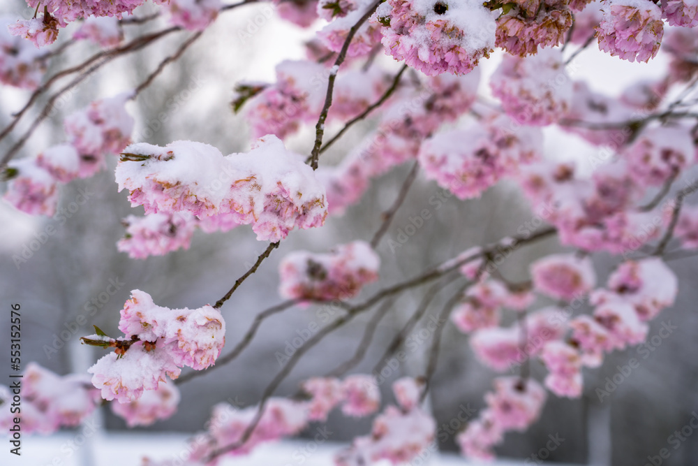 Cherry blossom (sakura) in snow Cherry blossom (sakura) in snow