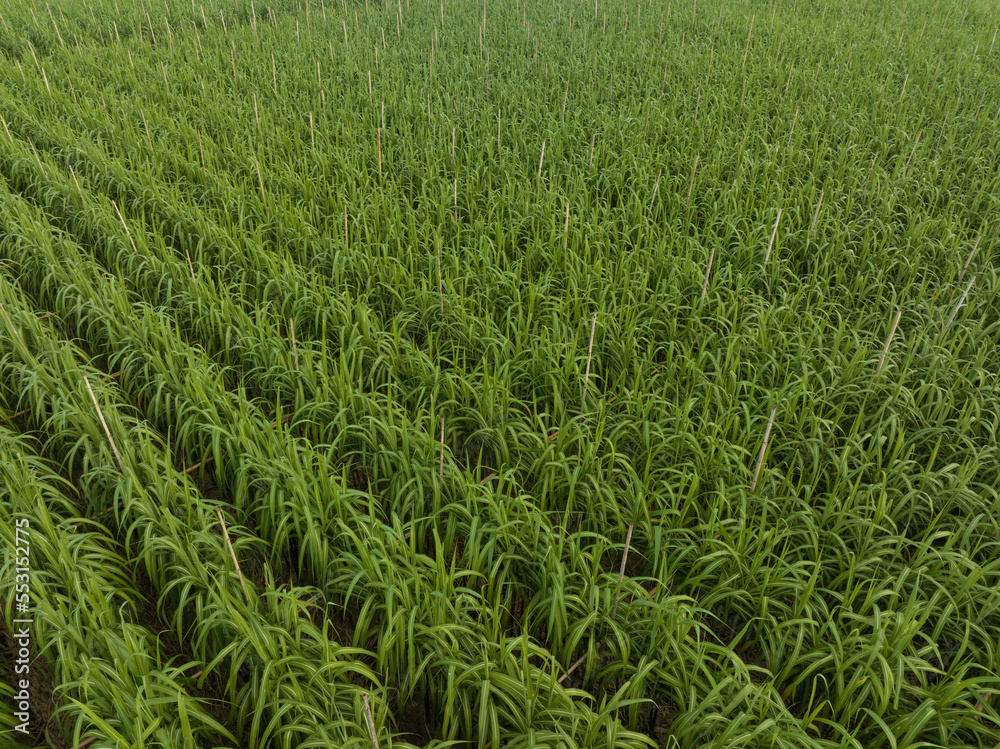 Aerial view of sugarcane plants growing at field