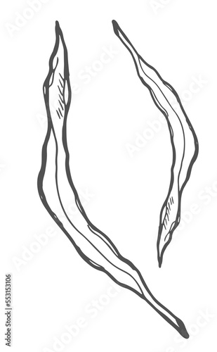 Vector doodle leaves set. Simple tree leaf sketch
