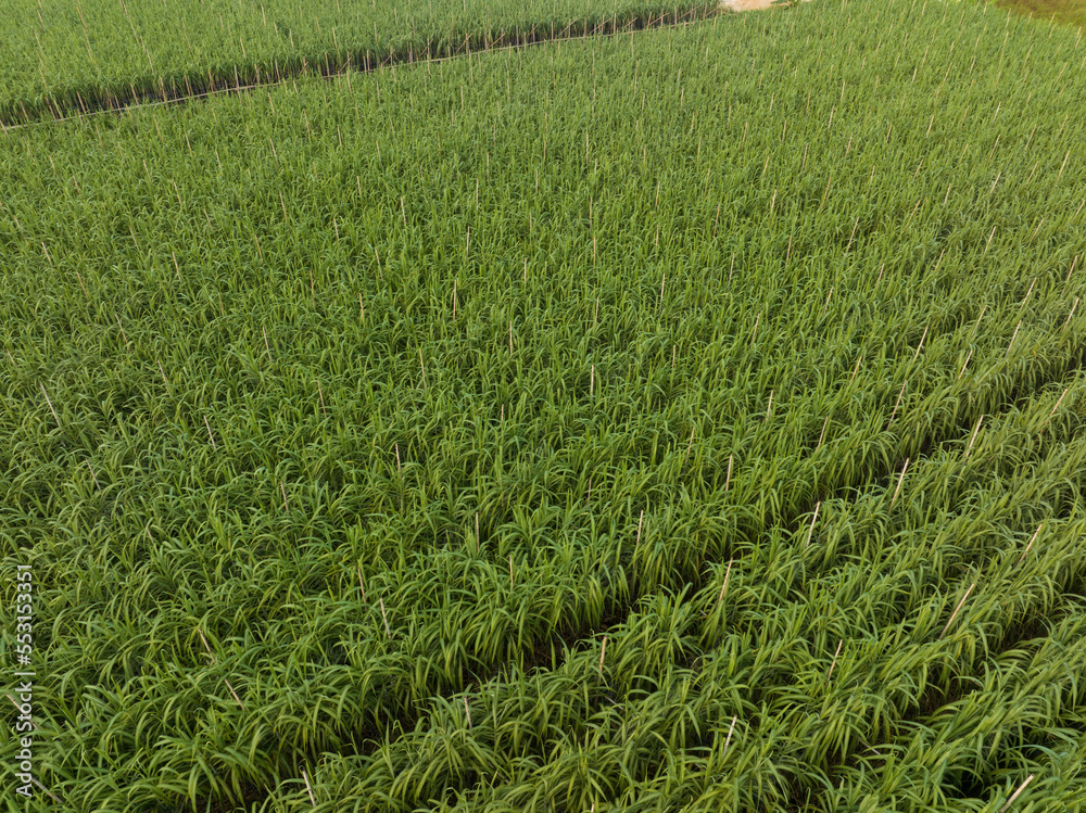 Aerial view of sugarcane plants growing at field Aerial view of sugarcane plants growing at field