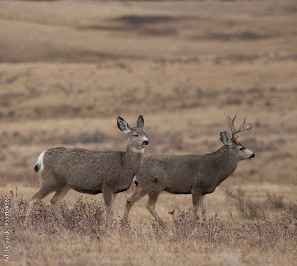 Obraz premium Montana mule deer with copy space above