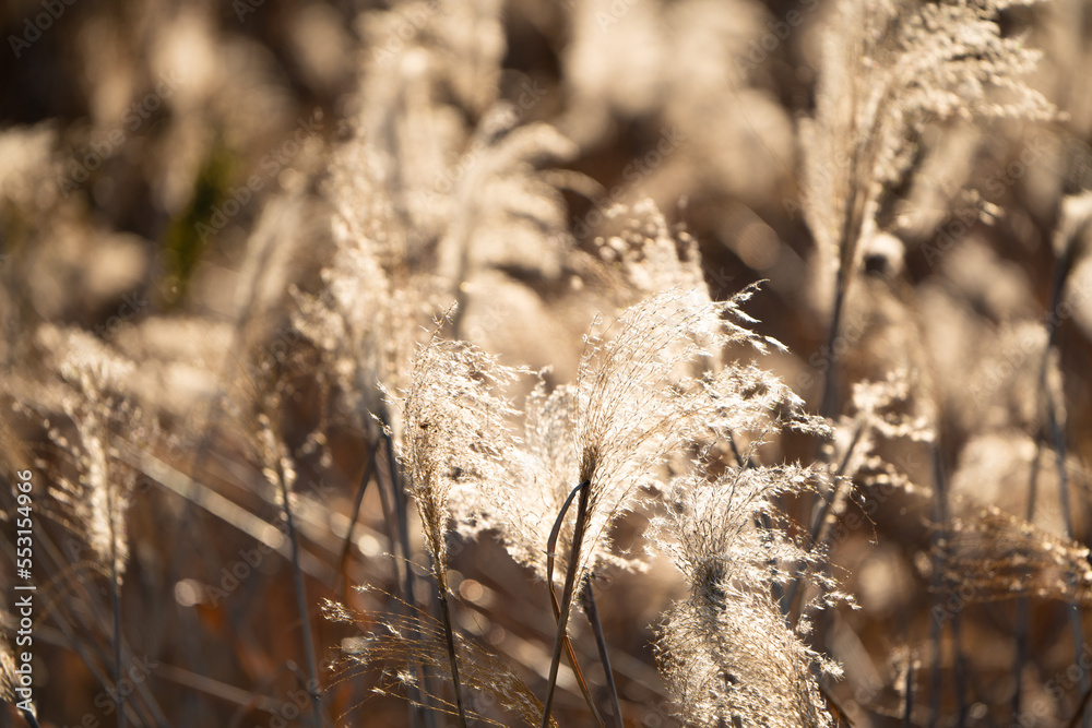 Fototapeta premium 逆光の枯れたススキ