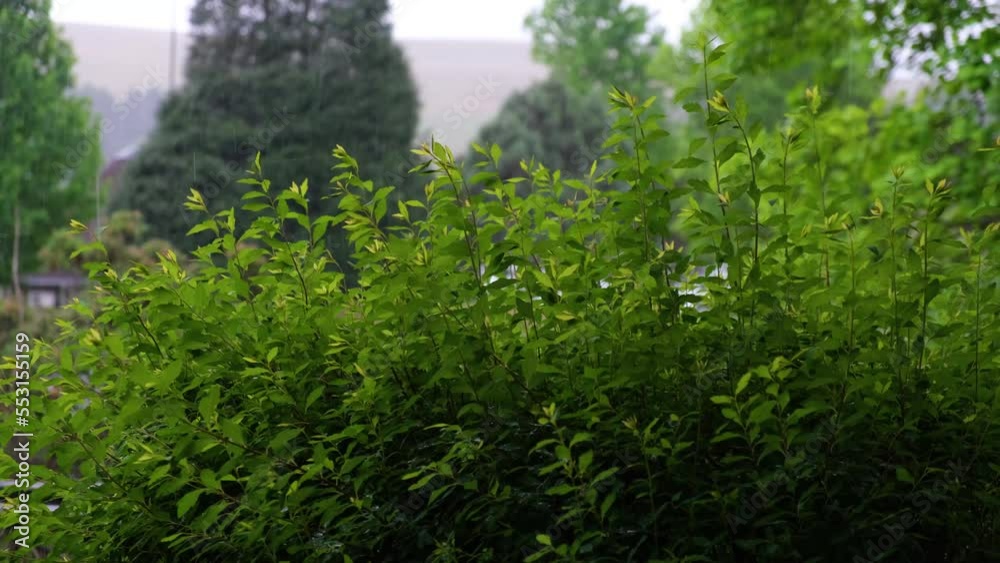 Calming view of rain droplets falling on leaves Calming view of rain droplets falling on leaves
