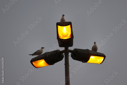 Birds on street lamp 