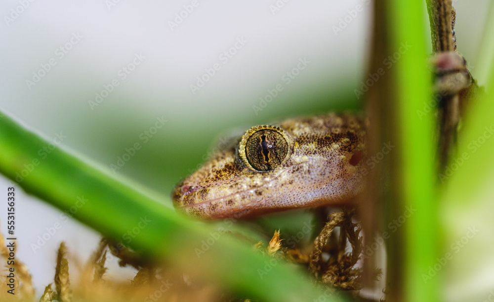 Obraz premium gecko looking through plant
