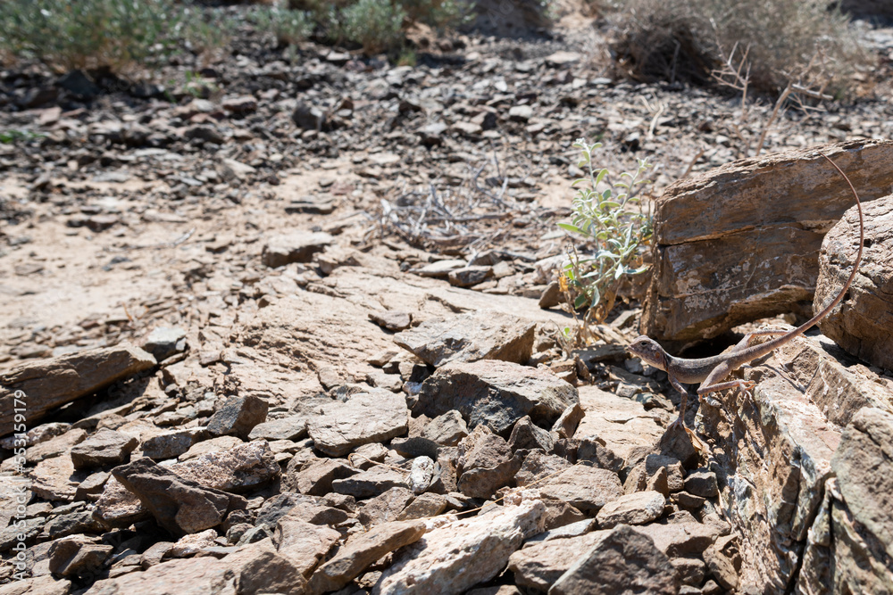 Lizard in his rocky habitat of the Hajar Mountains of the United Arab Emirates Lizard in his rocky habitat of the Hajar Mountains of the United Arab Emirates