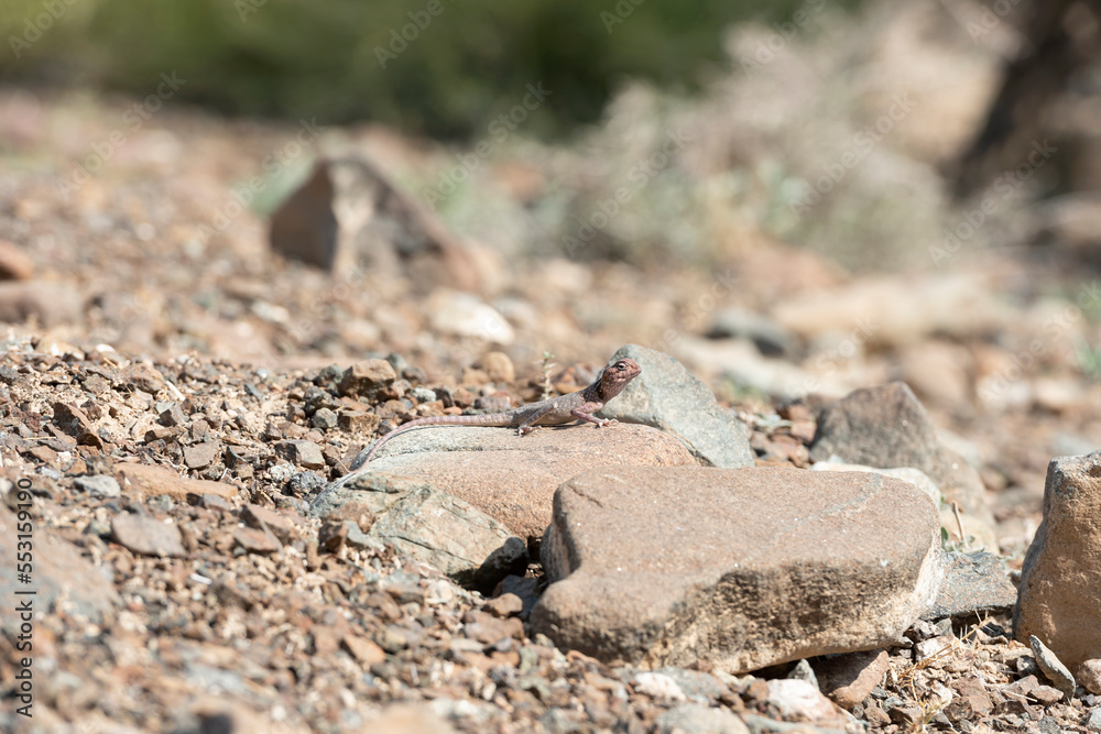 Lizard in his rocky habitat of the Hajar Mountains of the United Arab Emirates Lizard in his rocky habitat of the Hajar Mountains of the United Arab Emirates