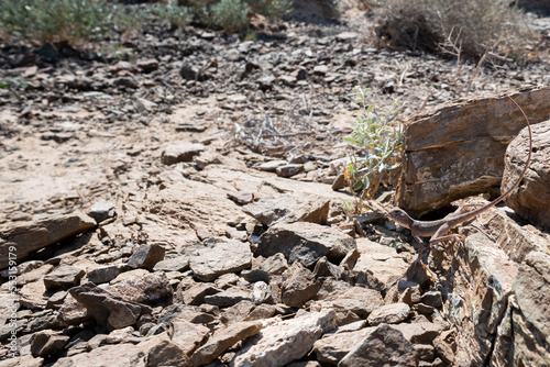 Lizard in his rocky habitat of the Hajar Mountains of the United Arab Emirates © DGPhotography