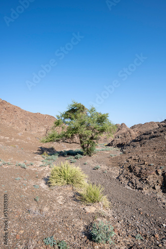 Vertical landscape of a dryriverbed with tree and plants, Hajar Mountains of the United Arab Emirates with clear blue sky, UAE photo