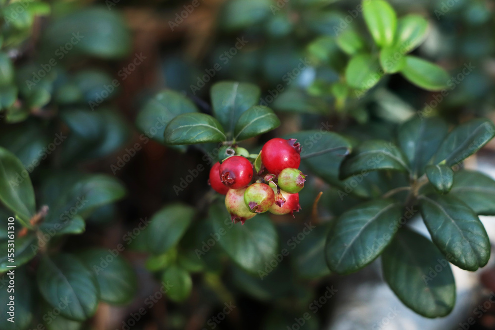 Sprig of delicious ripe red lingonberries outdoors, closeup Sprig of delicious ripe red lingonberries outdoors, closeup