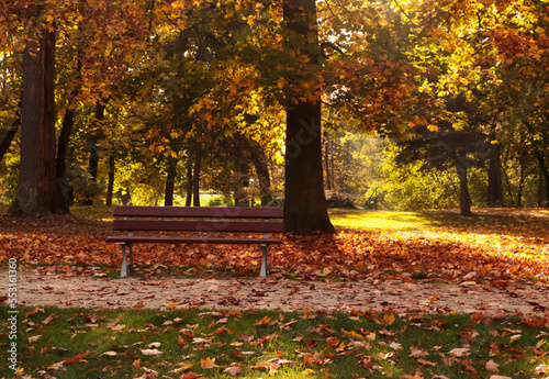 Picturesque view of park with beautiful trees and bench. Autumn season