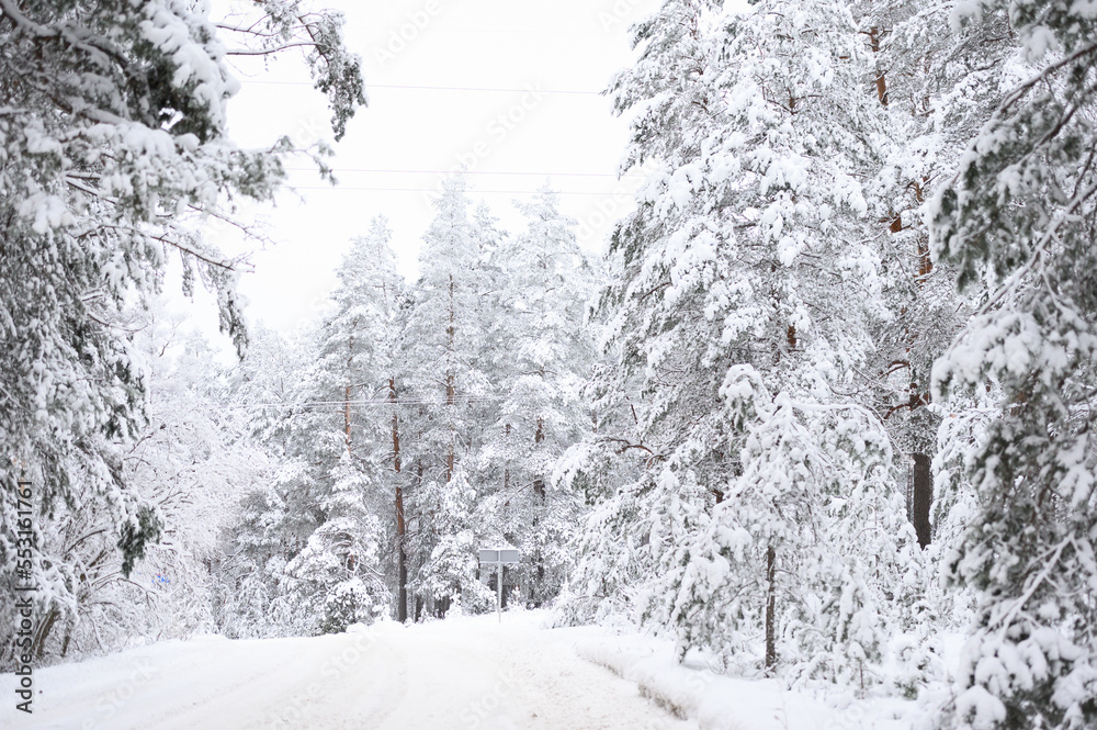 Snow covered trees in forest Snow covered trees in forest