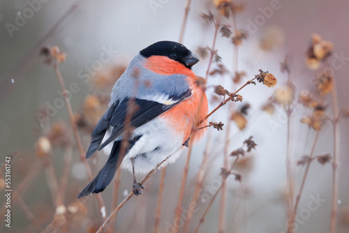 Quadro su tela Eurasian bullfinch, common bullfinch, bullfinch (Pyrrhula pyrrhula)
