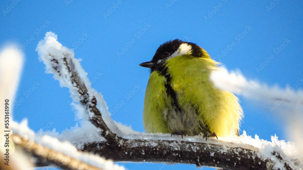 Obraz premium beautiful tit in winter on a snowy branch
