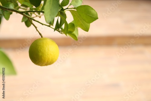 Fresh ripe trifoliate orange growing on tree outdoors, closeup. Space for text photo