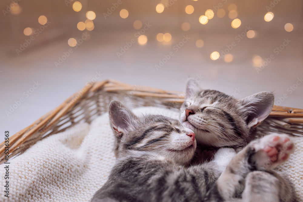A couple of gray kittens are sleeping together in a cozy basket. A ...