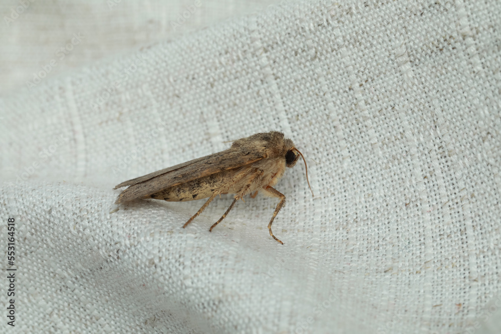 Paradrina clavipalpis moth with pale mottled wings on white cloth Paradrina clavipalpis moth with pale mottled wings on white cloth