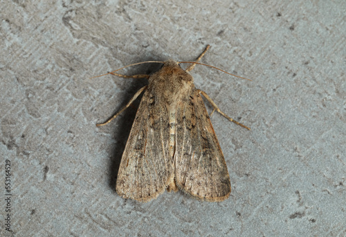 Paradrina clavipalpis moth on textured background, top view