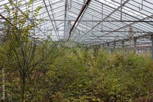 Bilde på lerret Damaged and neglected agricultural greenhouse with lots of clutter and overgrown shrubs and weeds