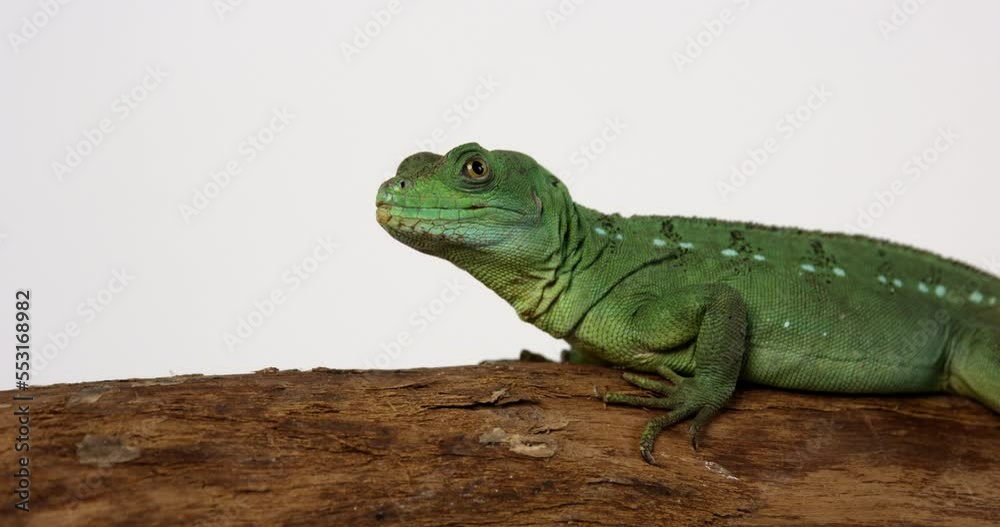 Basilisk jesus lizard perched on treebranch - slow panning shot - white background Basilisk jesus lizard perched on treebranch - slow panning shot - white background