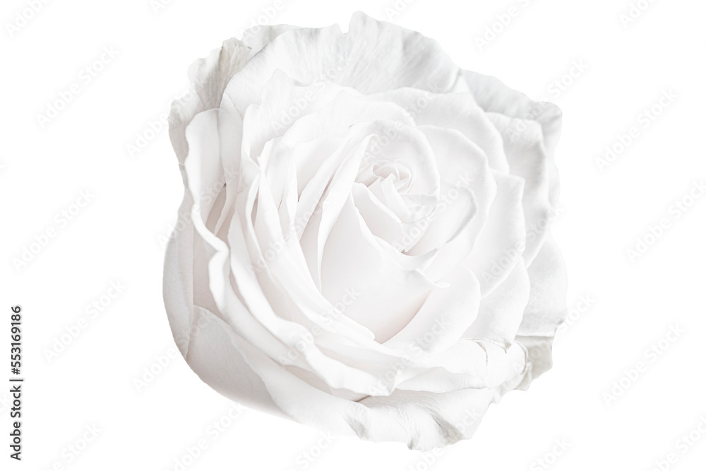 Beautiful white rose isolated on white background