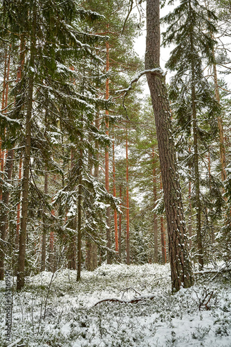 Firstsnow in forest photo