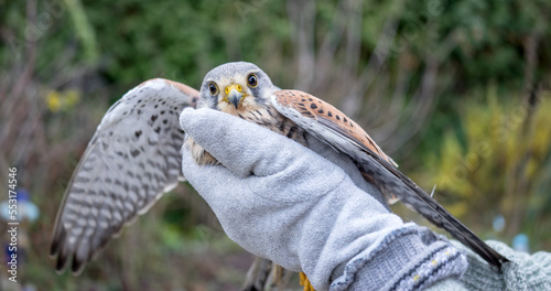 Photography Close up of an injured kestrel in a crate
