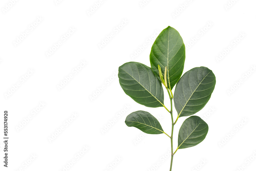 Leaves of jackfruit isolated on a white background Leaves of jackfruit isolated on a white background