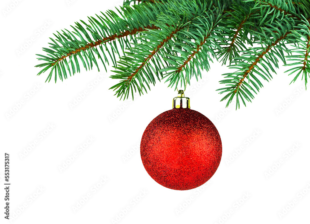Green spruce tree and red shiny toy. Isolated branch and holiday decor on white background. Merry Christmas. Happy New Year