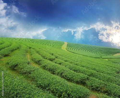 green tea in region country
