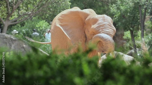 Elephant Throwing Gravel at its own Body with its Trunk
