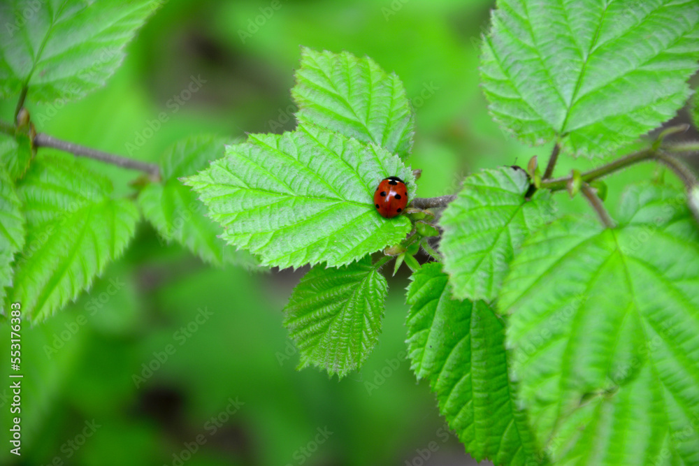ladybug isolated on green currant leaf, macro ladybug isolated on green currant leaf, macro