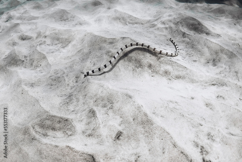 Striped sea snake on sea sandy bottom in tropical sea. Dangerous snake