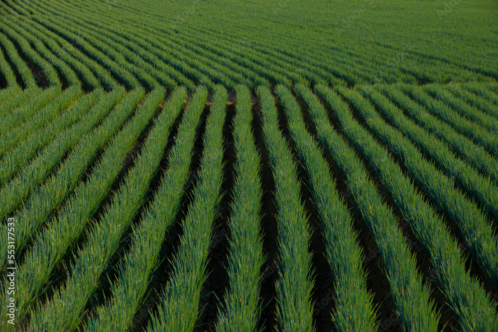 green rice field green rice field