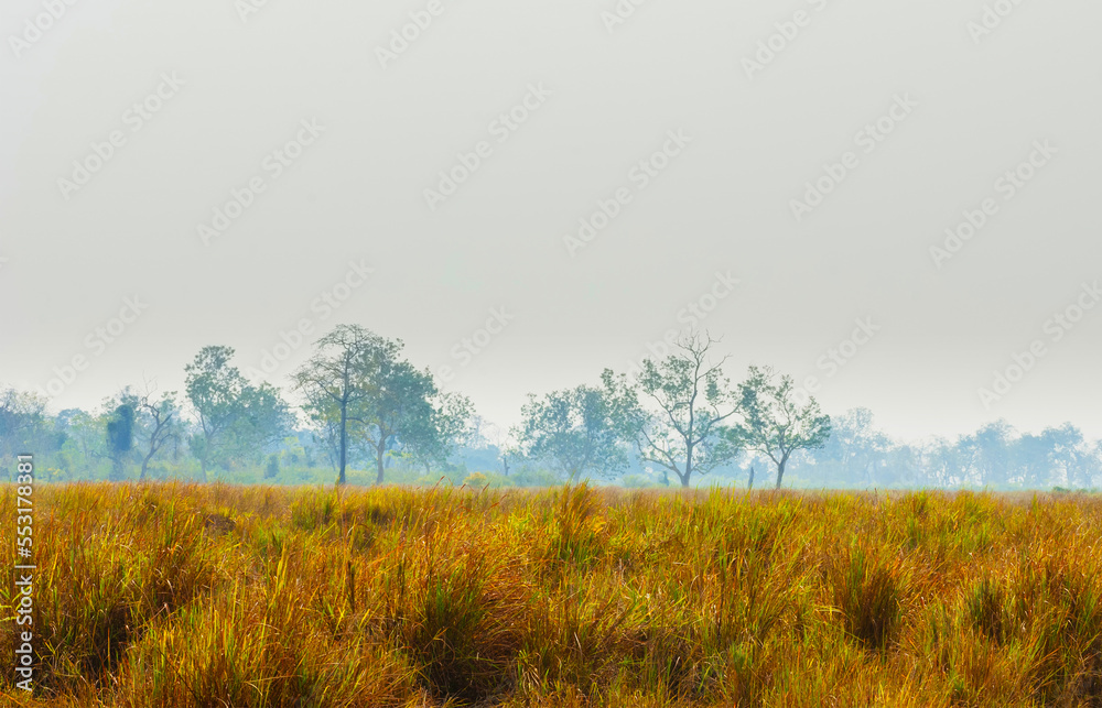Plain with Elephant grass in Kaziranga National Park, India Plain with Elephant grass in Kaziranga National Park, India