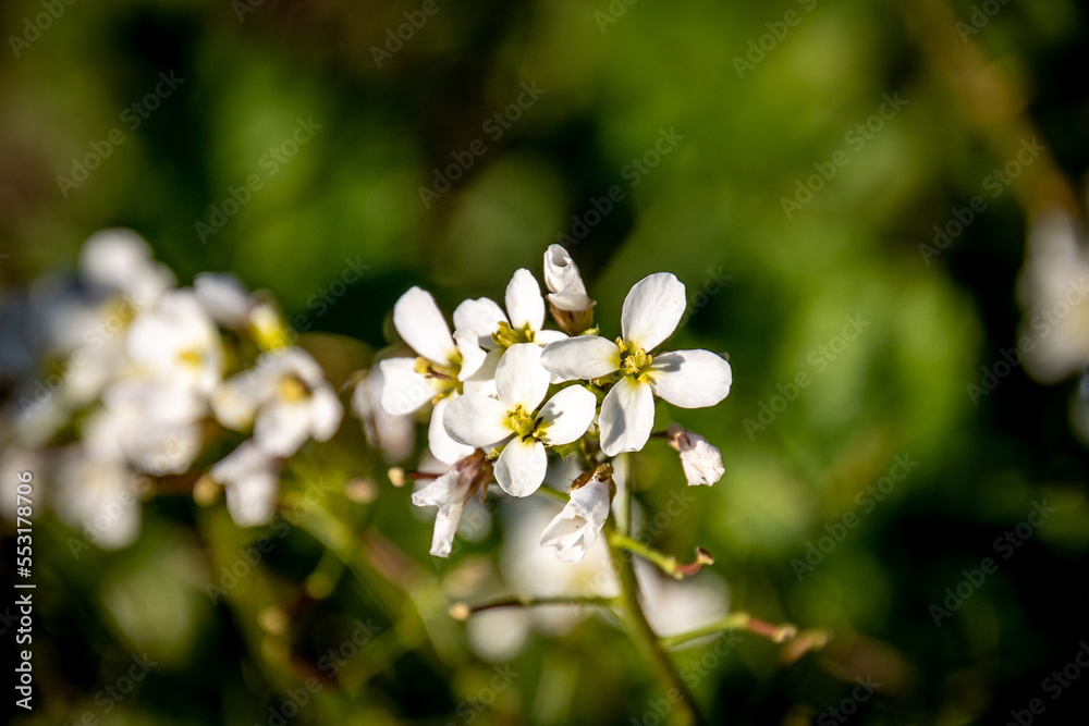 gros plan sur des fleurs blanches en automne