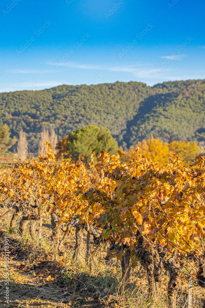 paysage de vignes en automne avec des montagnes en arrière plan