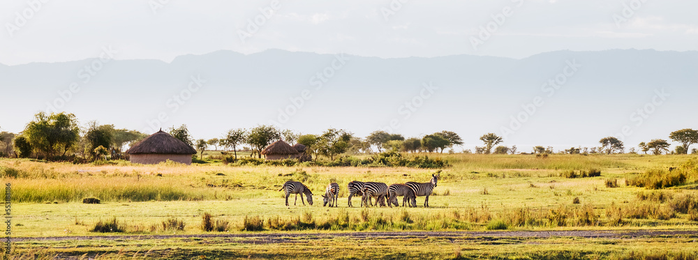 Grant's Zebra herd standing in the Ngorongoro Crater Conservation Area, Tanzania, East Africa. Beauty in wild nature and traveling concept.